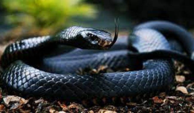 Giải mã ngủ mơ thấy rắn nên đánh lô gì để thắng lớn 3 Học sinh ngủ mơ thấy rắn