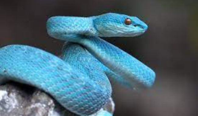 Giải mã ngủ mơ thấy rắn nên đánh lô gì để thắng lớn 2 ngu mo thay ran mau xanh duong