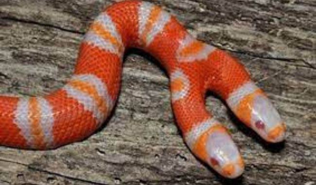 Giải mã ngủ mơ thấy rắn nên đánh lô gì để thắng lớn 4 ran hai dau