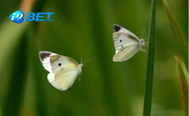 Giải mã theo phong thủy ngủ mơ thấy bướm chuẩn nhất 2 Giải mã theo phong thủy ngủ mơ thấy bướm chuẩn nhất