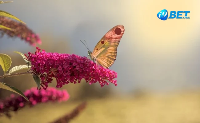 Giải mã theo phong thủy ngủ mơ thấy bướm chuẩn nhất 3 Giải mã theo phong thủy ngủ mơ thấy bướm chuẩn nhất