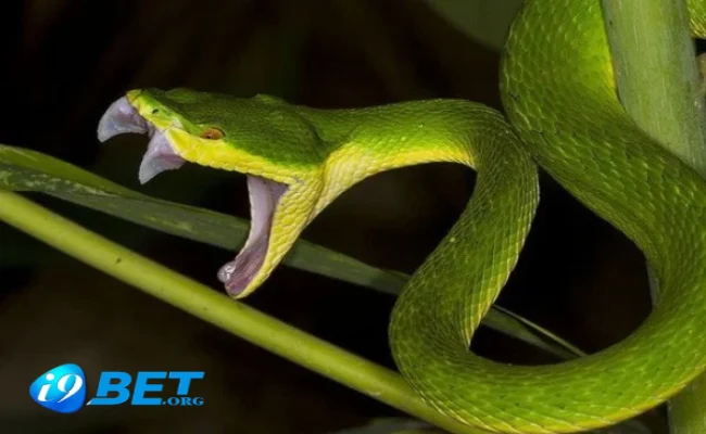 Giải mã ngủ mơ thấy rắn đánh con gì theo sổ mơ mới nhất 3 Giải mã ngủ mơ thấy rắn đánh con gì theo sổ mơ mới nhất